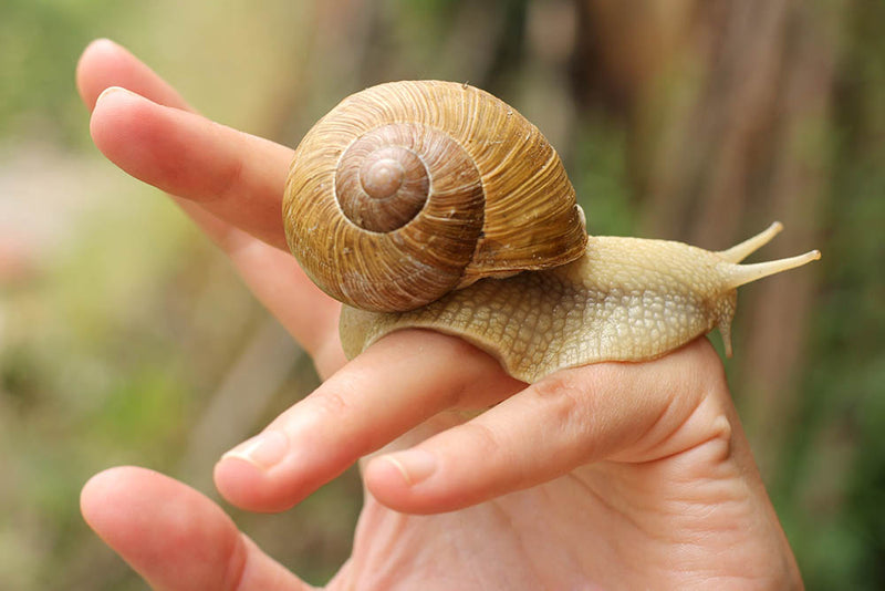 The Skin Healing Powers of Snail Filtrate